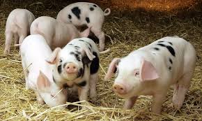 Cumpara acum, 100% sigur prin garantia de livrare. Ferma De Familie Cresterea Porcilor Pentru Carne Hrana Si Apa Stiriagricole Ro