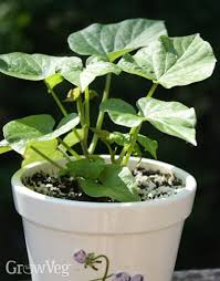 Since the vines root wherever they touch the ground, a few plants can produce a generous harvest. How To Grow Sweet Potatoes From Slips