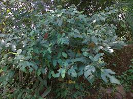 Image result for Ficus exasperata