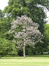 Paulownia Tomentosa Blauglockenbaum Blauglockenbaum Pflanzen Haus Baume