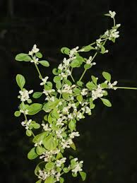 Image result for Aerva