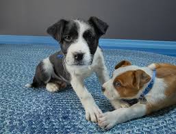 Puppy socialization classes offer a safe and organized means of socializing puppies and more quickly improve their responsiveness to requests. Puppy Socialization Checklist Petco
