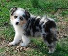 Miniature American Shepherd Puppies For Sale - AKC PuppyFinder