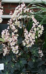 Image result for Begonia rubronervata