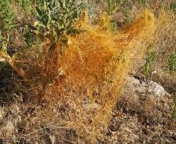 Image result for Cuscuta approximata