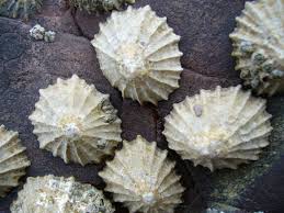 Image result for Patella aspera