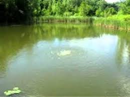 Tetra pond air pump kit, provides vital oxygen to pond water (19706) tetra pond air pump kit, provides vital oxygen to pond water (19706) by tetra pond. Strange Bubbles In The Ponds Youtube
