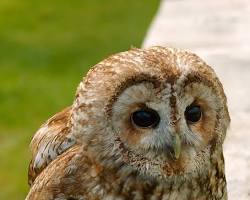 モリフクロウの画像