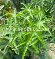 Image result for Cussonia natalensis
