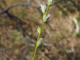 Image result for Polystachya epiphytica