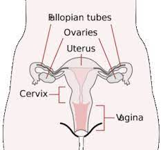 Female condoms, or internal condoms, are a barrier method that can protect against unintentional pregnancy and sexually transmitted infections. Female Reproductive System In Humans External And Internal Genitalia