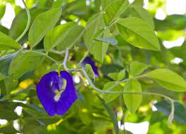 Puding lapis bunga telang yang manis dan lembut dan tentunya memiliki khasiat yang luar biasa. Butterfly Pea Flower Bunga Telang Nyonyalicious