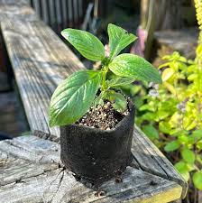 Image result for Pentas schumanniana