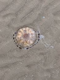The best campsites in wales. First Time Posting North Wales Uk Beach Is This A Jellyfish Is It Dangerous I Was Thinking Of Going In The Sea Whatisthisthing