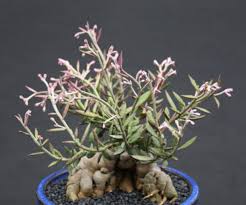 Image result for Monadenium rugosum