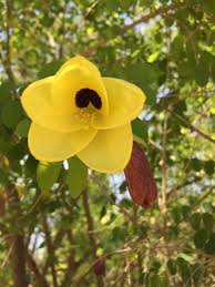 Image result for Gnidia virescens