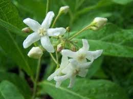 Image result for Cycnium recurvum