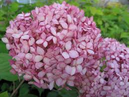 Image result for Hydrangea arborescens Pink Anabelle