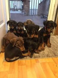 However, free doberman dogs and puppies are a rarity as rescues usually charge a small adoption fee to cover their expenses (usually less than $200). Litter Of 7 Doberman Pinscher Puppies For Sale In Hopewell Va Adn 46898 On Puppyfinder Com Gender Doberman Pinscher Doberman Pinscher Puppy For Sale Doberman