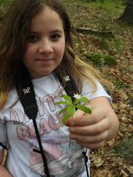 Unusual cavities dug into the trees. Too low for nesting.