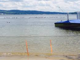 Two basic options are to block it in some way or make it scary. How Do I Keep Canada Geese Off My Property Winnipesaukee Forum