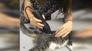 Video Kedi Kalca Kemigi Ayrilmasi Vet Hek I Serdar Sayar