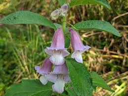 Image result for Sesamum radiatum