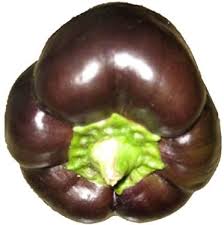 Super easy, beautiful, and delicious. Amazon Com Chocolate Beauty Bell Pepper 50 Seeds Rare Sweet Easy 123 30 Seeds Or 1 4 Gram Garden Outdoor