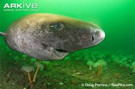 Der grönlandhai, auch eishai, ist ein kurioses tier: Gronlandhai Konnte Das Alteste Lebende Wirbeltier Heutzutage Sein Shark Devocean Save Our Blue Planet