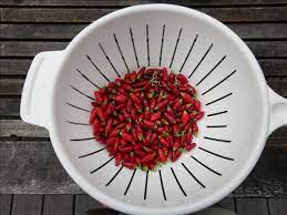 Feb 15, 2021 · this post may contain affiliate links. What To Do With These Thai Chili Peppers