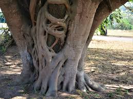 Image result for Ficus craterostoma