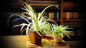 Support pour plantes d intérieur. Chlorophytum Guide D Entretien De La Plante Araignee Garden Id