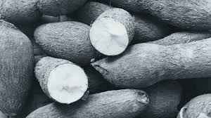 We offer a wide range of tapioca starch, which is formulated using the premium quality raw materials. Cassava Benefits Toxicity And How To Prepare