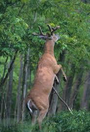 Keep In Mind Natural Deer Foods Deer Food Deer Animal Hunting