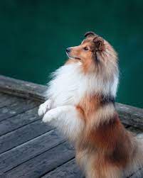 luca the sheltie on instagram begging for treats in style lucathesheltie sheltie shetla sheltie dogs dog breeds sheltie