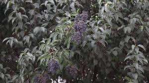 Black cherry vs laurel cherry: English Laurel Stock Video Footage 4k And Hd Video Clips Shutterstock