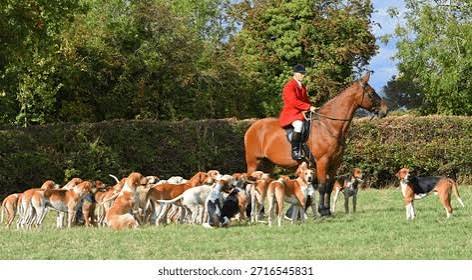 1,734 Fox Hounds Hunting Royalty-Free Images, Stock Photos & Pictures | Shutterstock