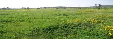 Image result for Spermacoce sphaerostigma