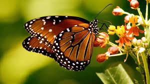 Maybe you would like to learn more about one of these? Butterfly House Plans Butterfly Habitat Pdf Construction Plan Craft Supplies Tools Home Hobby Kromasol Com