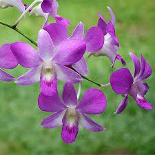 Dendrobium Noid Pink Butterfly Purple Plants Orchid Flower Beautiful Flowers