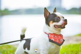 It's one of the only dog parks in kl. 10 Things To Do In Desa Parkcity Dog Park