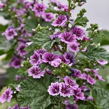 Image result for Malva