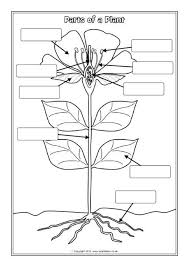 Parts Of A Plant Labelling Worksheets Sb12380 Sparklebox Parts Of A Flower Parts Of A Plant Plants Worksheets