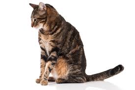 Owners of calico kitties say that they have a different. 5 Fun Facts About The Brown Tabby Cat Catster