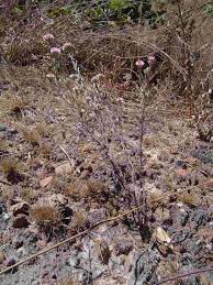 Image result for Helichrysum candolleanum