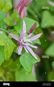 Image result for Passiflora sanguinolenta