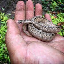 This Afternoon I Found A Huge Gravid Dekayssnake While Removing Some Stumps From My Backyard Also Known As A Brownsnake Storeria Dekayi Is An Ovoviviparous