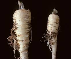 Damage from nematodes can be avoided by planting crops when nematodes are less active in the early spring. Vegetable Root Knot Nematode Umass Center For Agriculture Food And The Environment