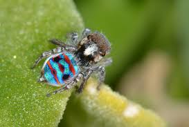 Cost of upkeeping a jumping spider. Coastal Peacock Spider Wikipedia