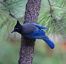 See The Variety Of Beautiful Birds You Ll Find In And Around Phoenix Ariz Goruntuler Ile Kus Kelebekler